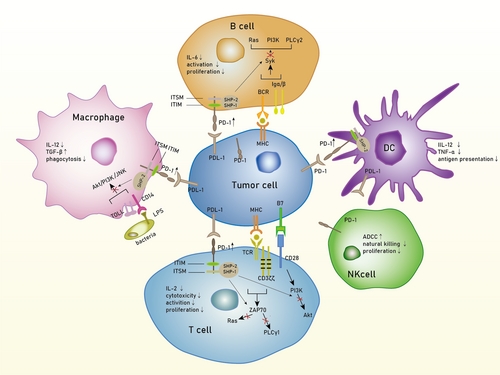 PD-1 在 T 细胞、B 细胞、NK 细胞、DC 和巨噬细胞上的表达上调.png