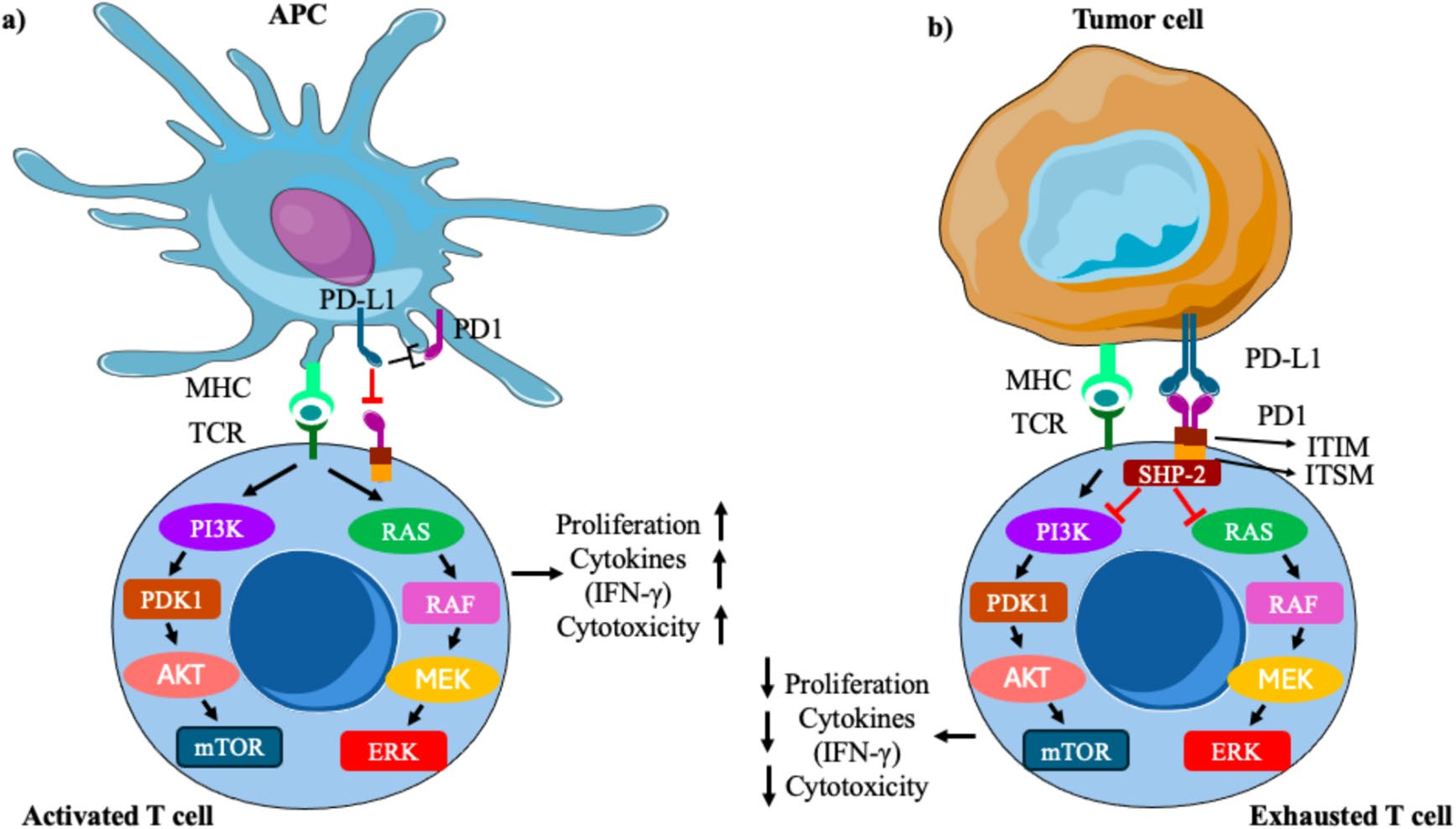T 细胞通过 T 细胞受体（TCR）与程序性死亡受体 1（PD-1）之间的相互作用.png