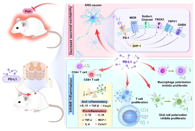 PD-L1+PD-1 通路在疼痛中的机制概述.png