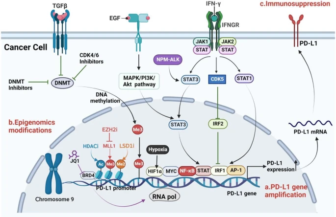 PD-L1 表达的遗传和转录调控机制.png