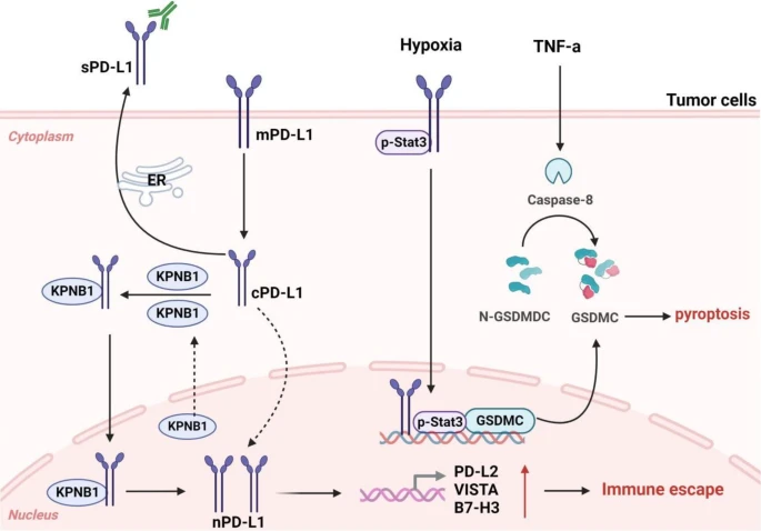 核 PD-L1 对肿瘤本身的影响.png