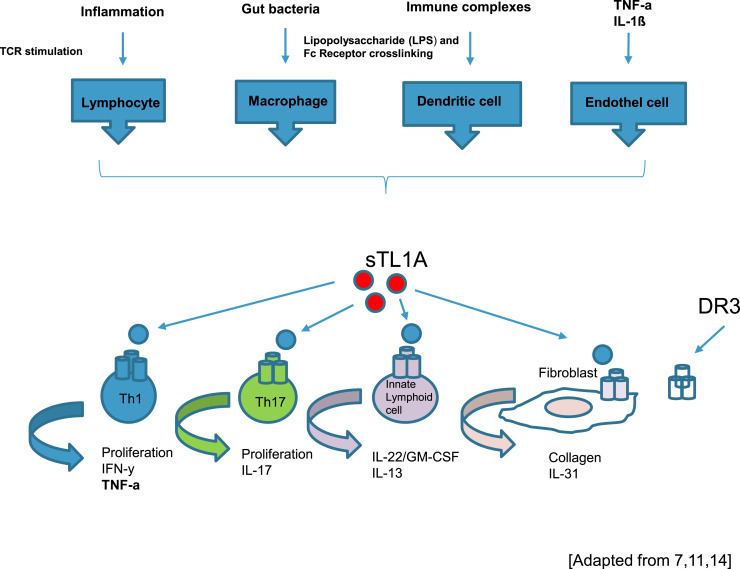 sTL1A 和 DR3 相互作用的细胞内效应.jpg