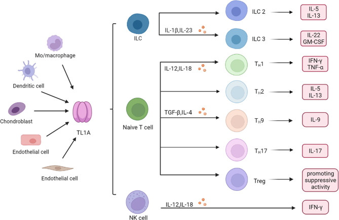 TL1A 在免疫细胞中的作用.jpg