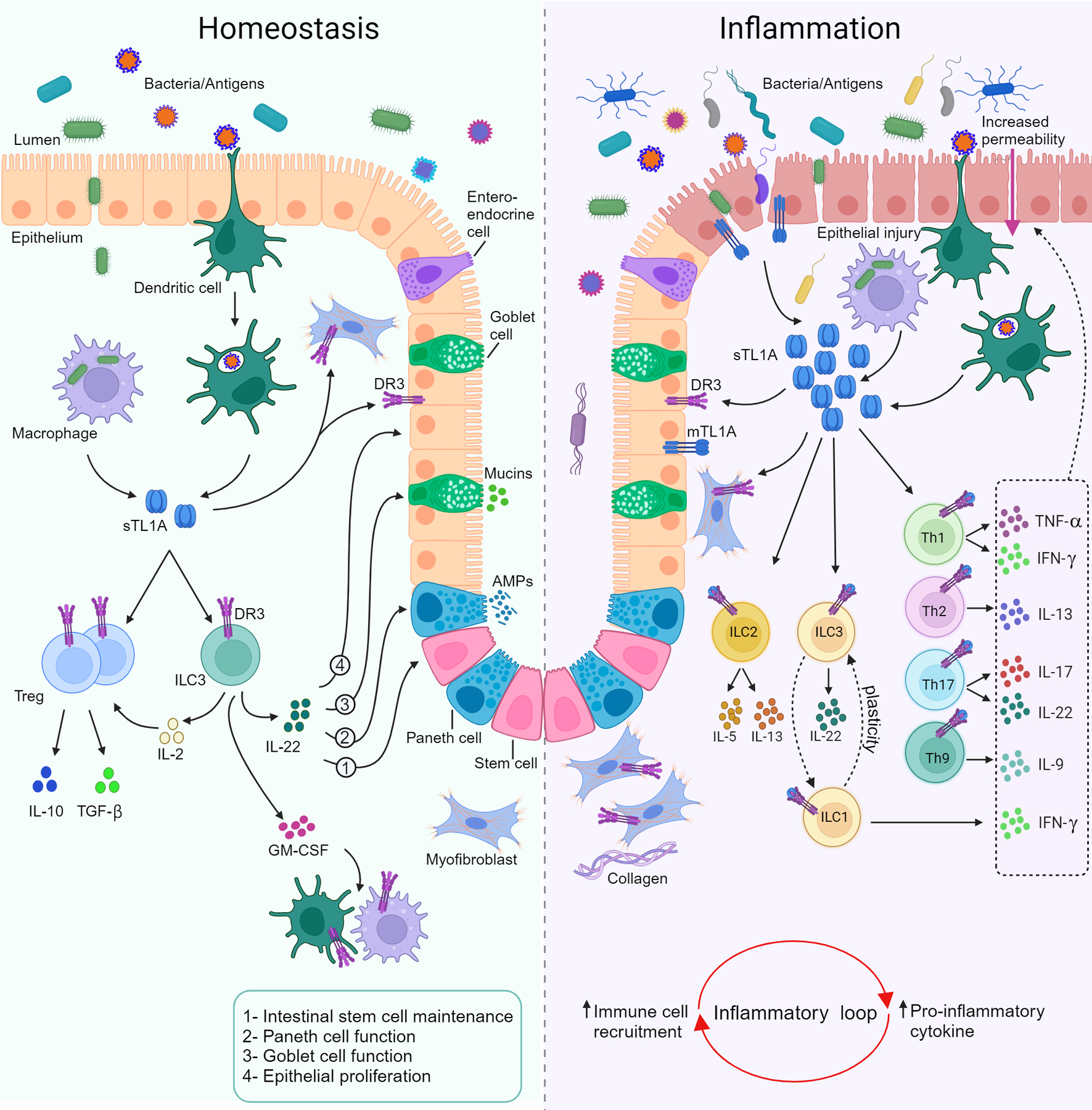 TL1A：DR3 作为稳态和炎症粘膜途径的主要调节因子.jpg