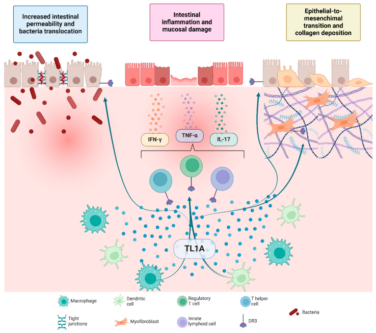 TL1A 驱动肠道炎症和纤维化的发病机制.jpg