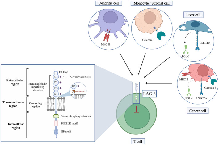 淋巴细胞活化基因 3 （LAG-3） 的结构及其与配体的相互作用.jpg