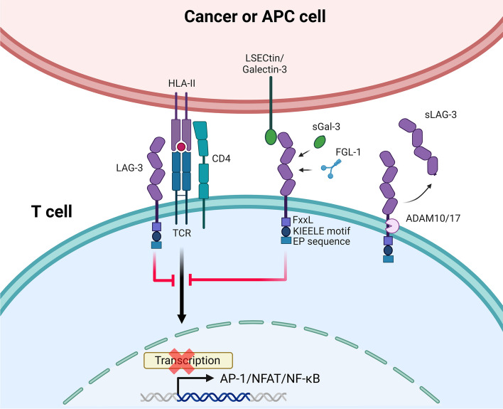 LAG-3 介导的 T 细胞免疫调节机制.jpg