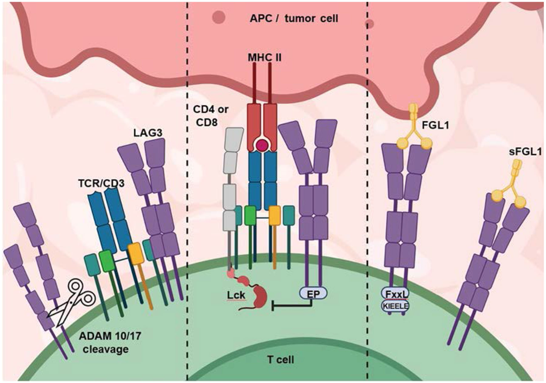 淋巴细胞活化基因 3 （LAG3） 在肿瘤微环境 （TME） 中的作用.jpg