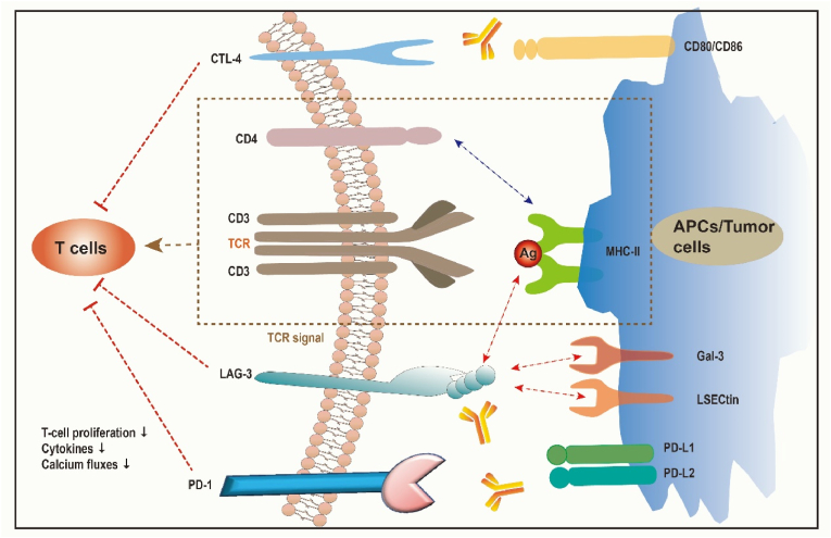 LAG-3 在自身免疫性疾病中的功能和机制.jpg