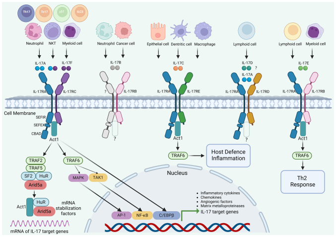 IL-17 家族成员和细胞内信号转导通路.jpg
