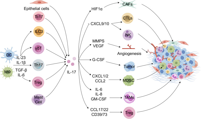 TME 中 IL-17 的细胞来源.jpg