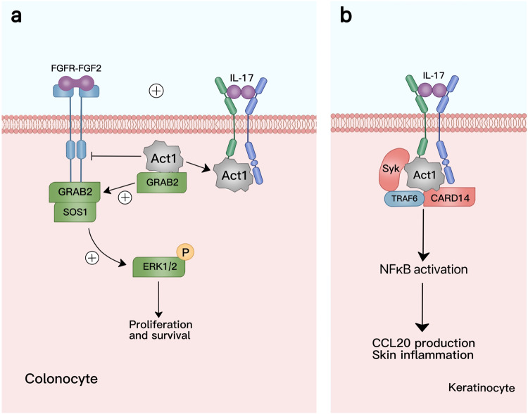 IL-17 调节的协同信号相互作用.jpg