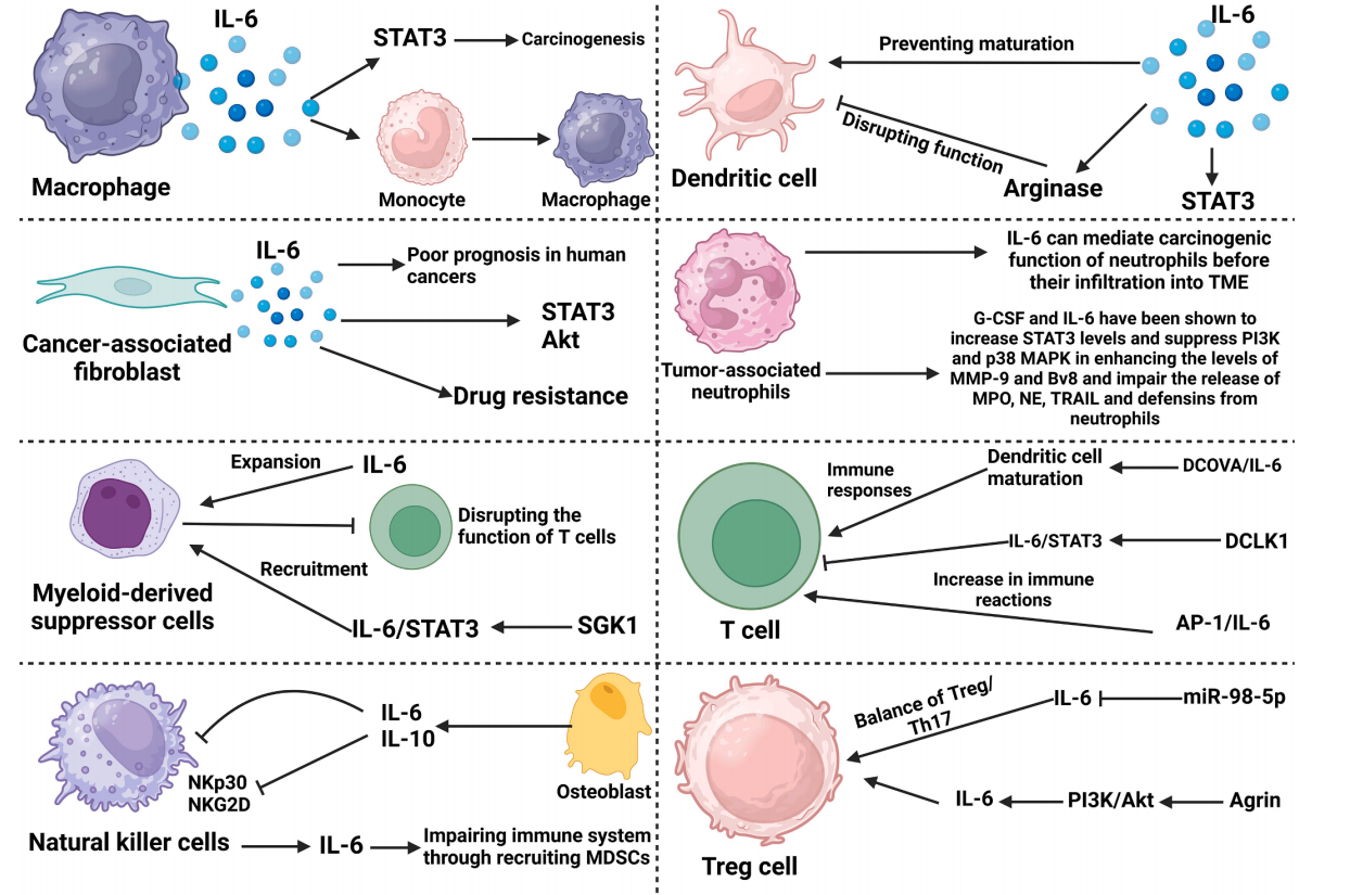 IL-6与肿瘤微环境成分之间的相互作用.png