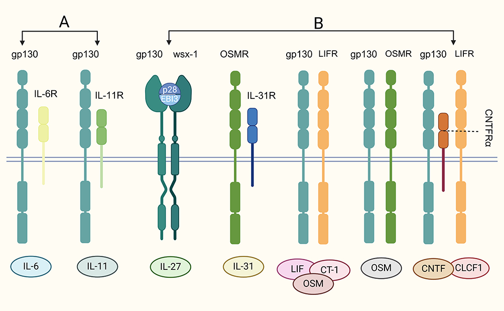 IL-6 家族细胞因子及其受体.jpg
